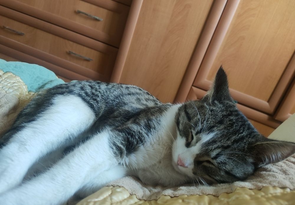 Отдам кошку даром
