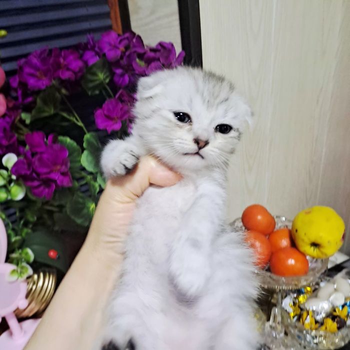 Продается серебристая шиншилла элит