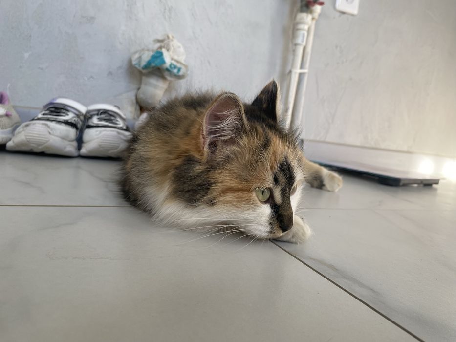 Отдам в добрые руки