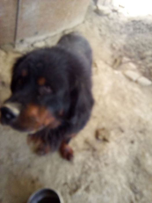 Тибетский  мастиф продается