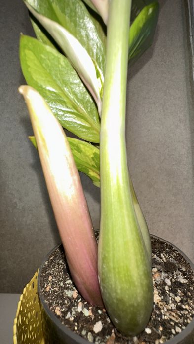 Замиакулькас вариегатный