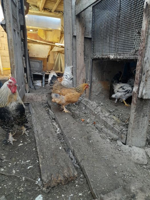 Продам молодых петухов