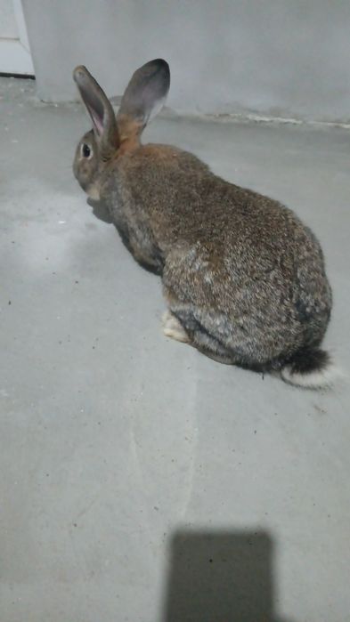 Vând mascul de rasă