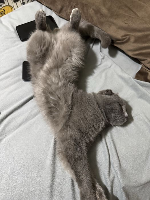Scottish fold toza.  Coco