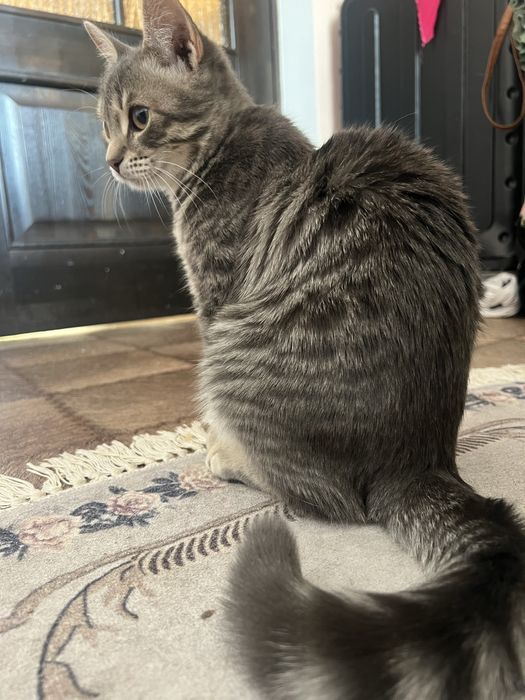 Кошка, девочка .