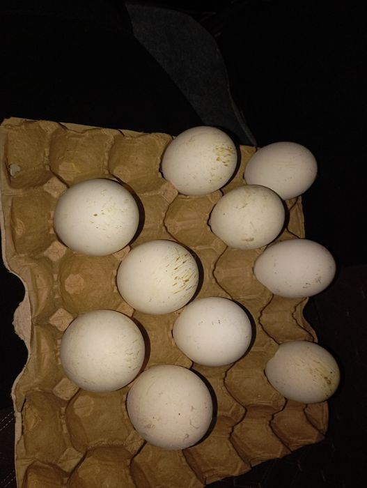 Продам Гусиные яйца