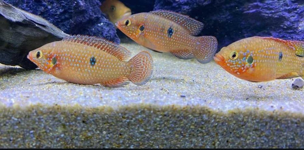 Хромис -Цихлида Африки