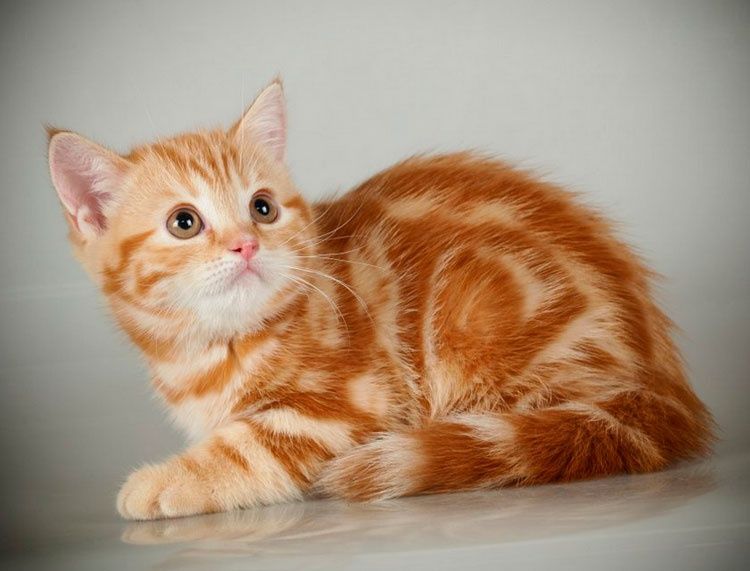 Шотландские малыши