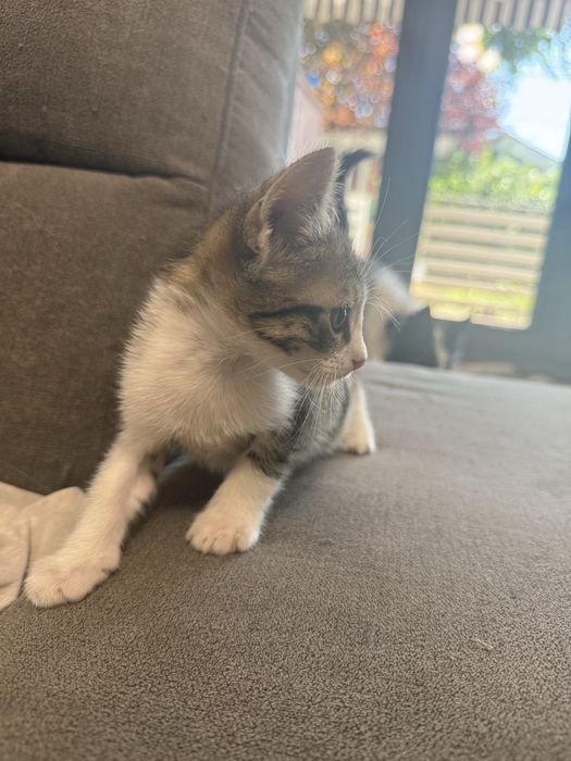 Pui de pisică spre adopție