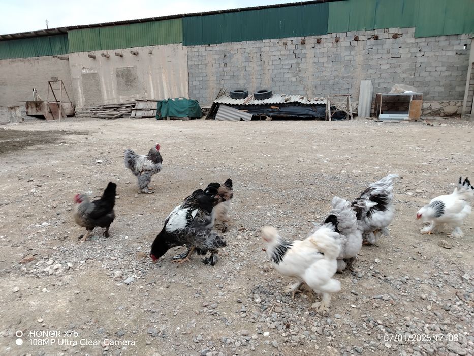 Брамо товук ва хуроз