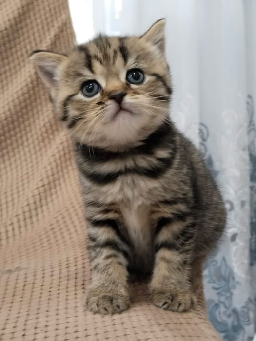 Британские котята