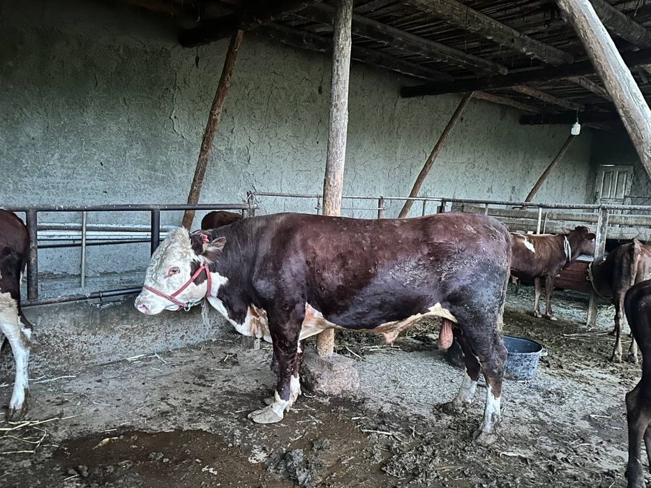 Gireford buqqasi sotiladi