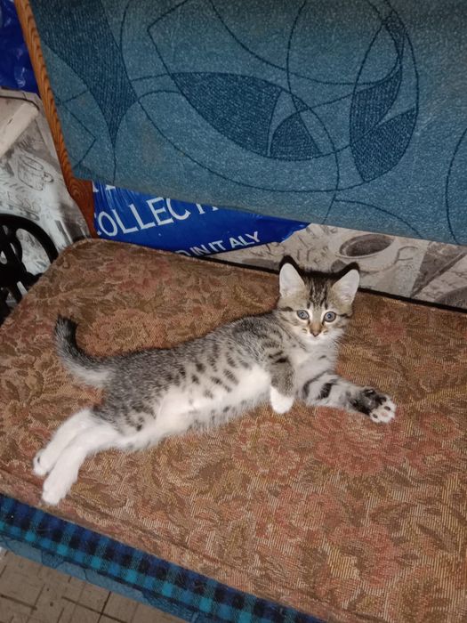 Отдам в добрые руки котенка
