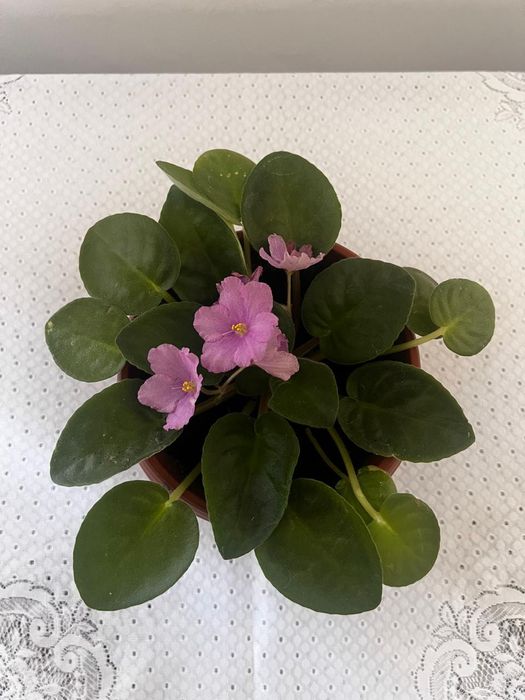 Фиалка цвета розовый