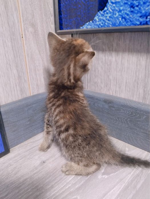 Котятки домашние в добрые руки