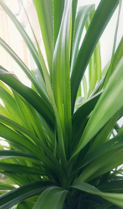 Большой Панданус