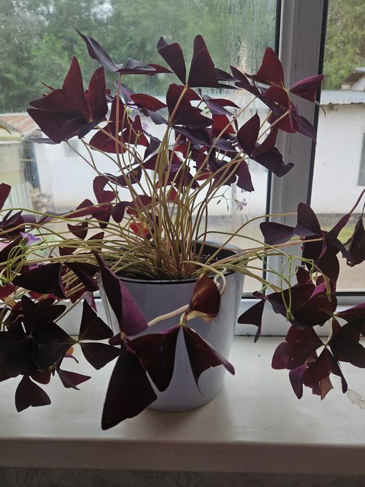 Продам цветы кислица