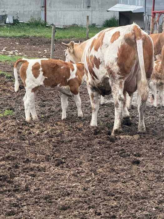 Vitea rasa Simmental