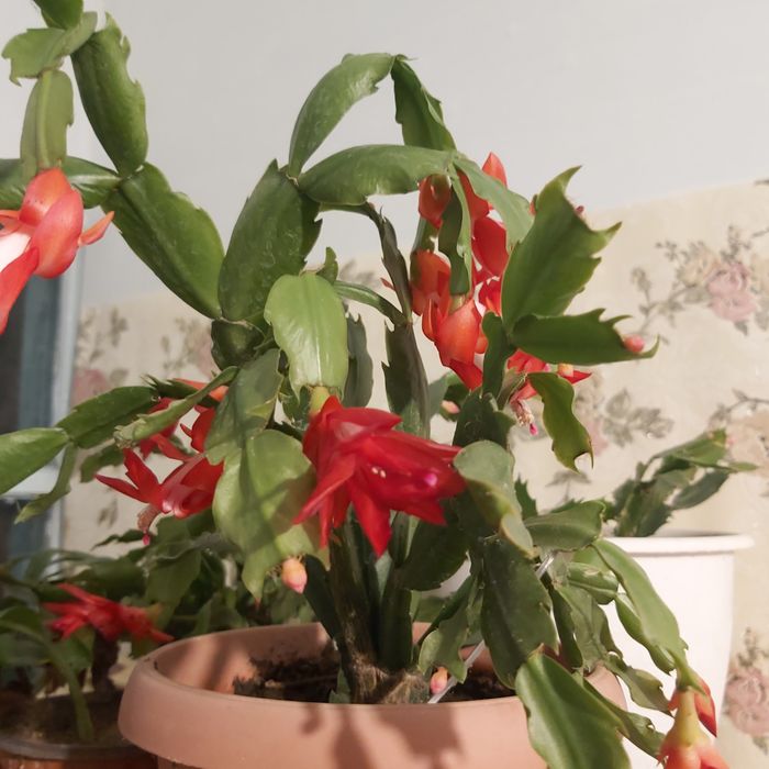 Комнатные цветы декабристы