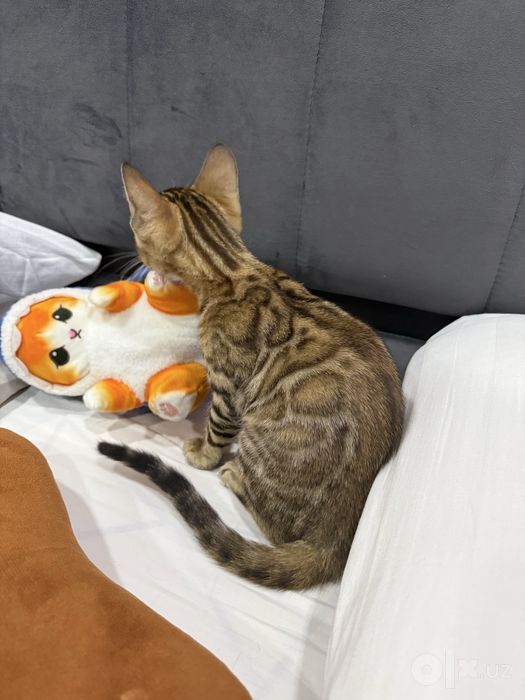 котенок  бенгал