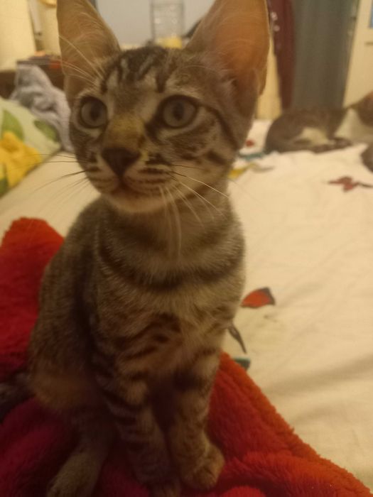 Adoptie pui de pisica