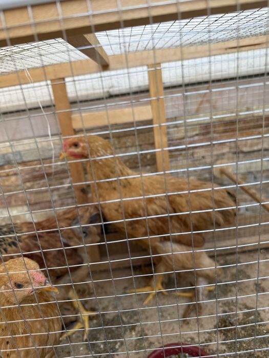 Brama 3 ta kichkinaligidan boqilgan uyda toza