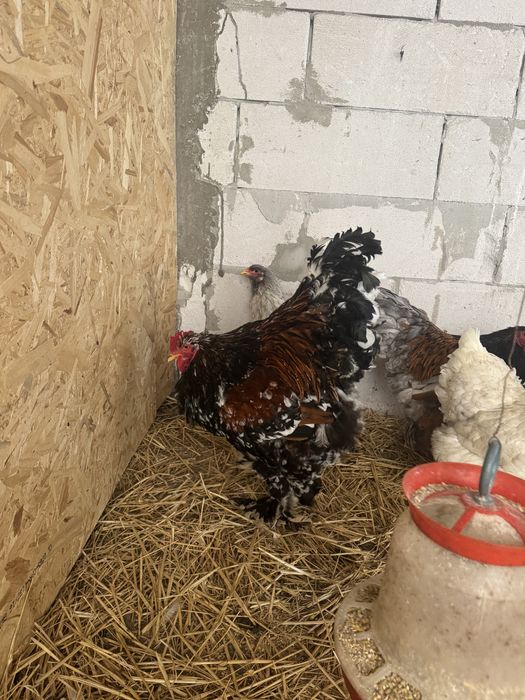 Vand cucosi brahma portelan /lemon