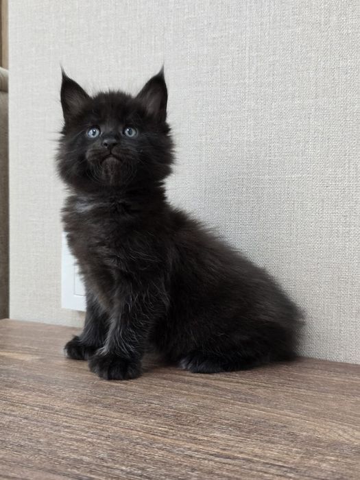 Шикарный мальчик мейн-кун полидакт