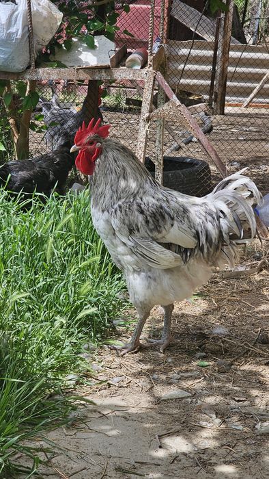 GEGANT JERSIY Xoroz va Tovuqlari