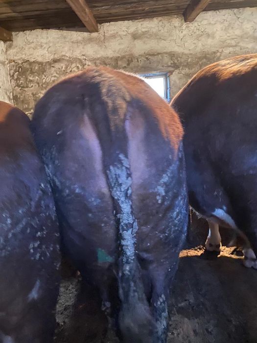 Бычоктар сатылады откорм