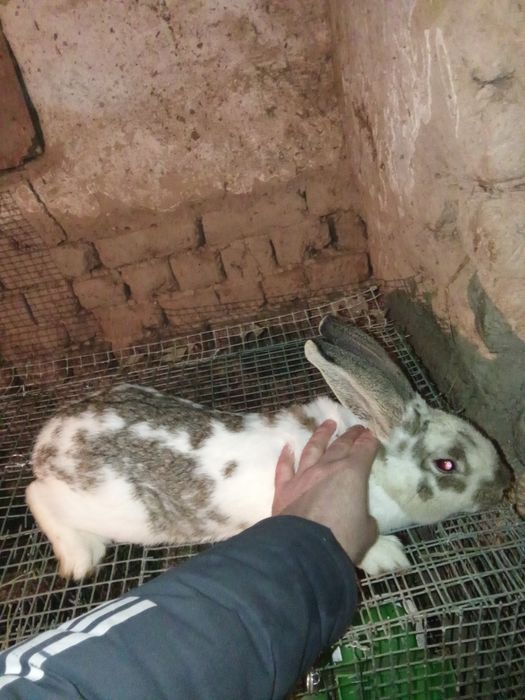 Продам Крола.  .