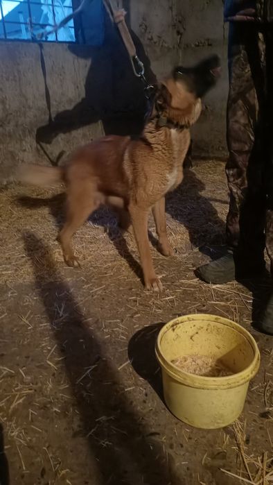 Продам шенков Бельгиской овчарки