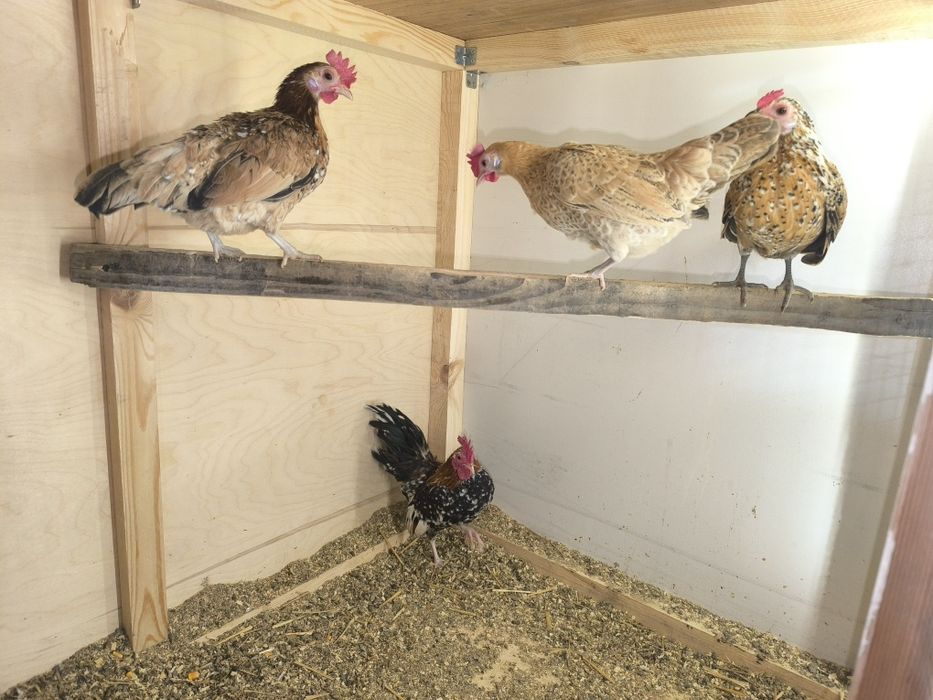 Карликовые куры.