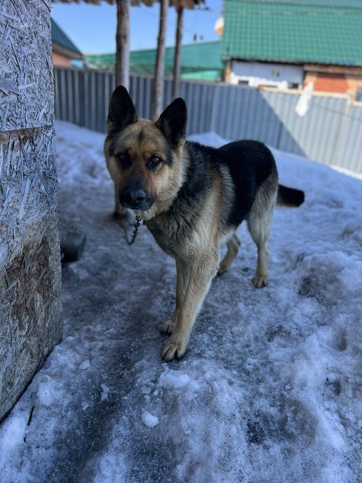 Отдам в хорошие руки. 5000 т