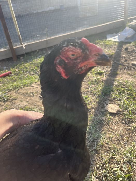 Продам даканиху.