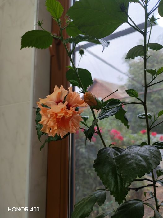 Продаю гибискус (китайская роза)