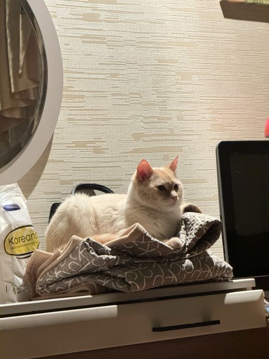 Отдам Кота в ОЧЕНННЬ добрые руки
