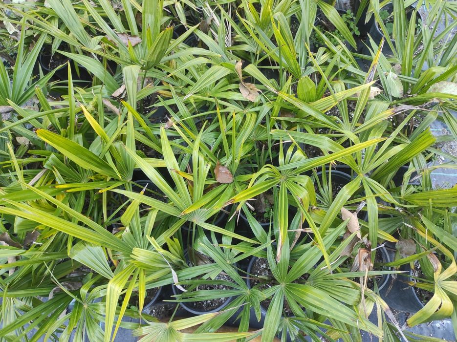 Студоустойчиво Палми