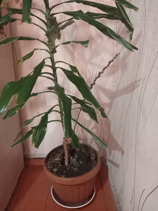Драцена комнатная растения.