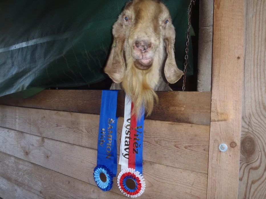 Masculi alpina franceza și anglonubiana