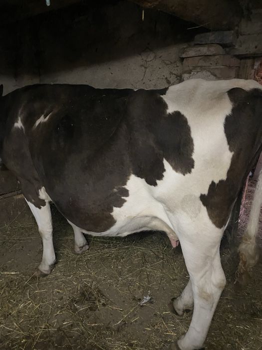 Vaca holstein cu vitea