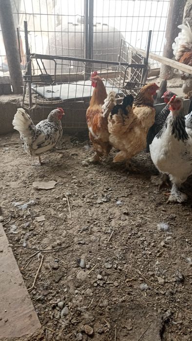 Тауыктар сатылады