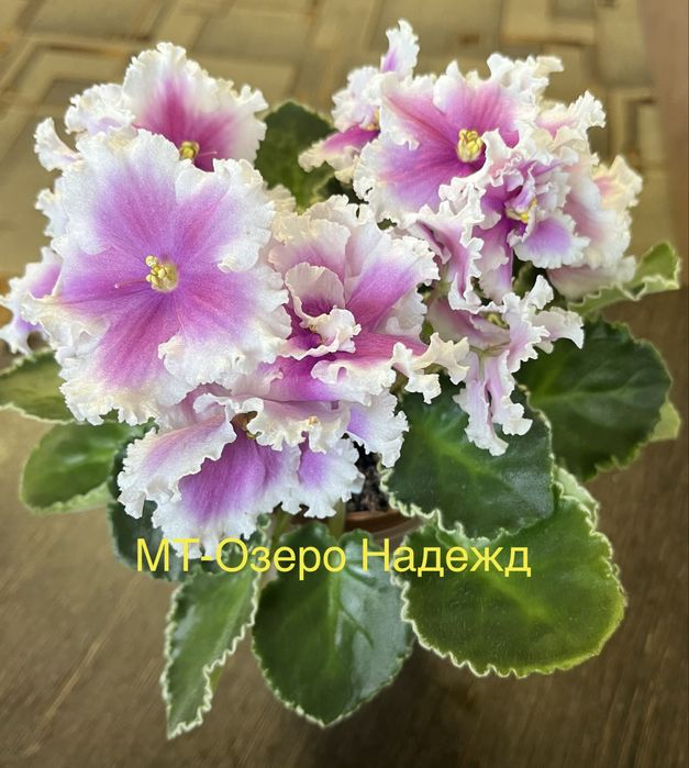 Продам сортовые фиалки