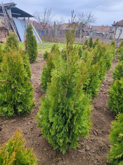 Туя Ауреа Нана , Лейланди , Смарагд !