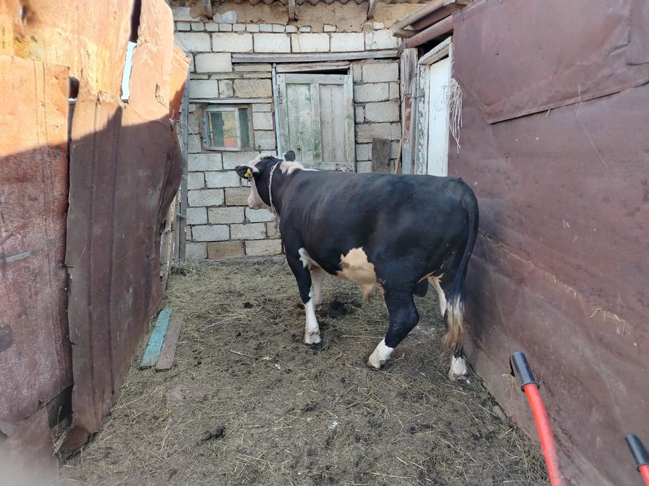 Продам 2 бычка откорм