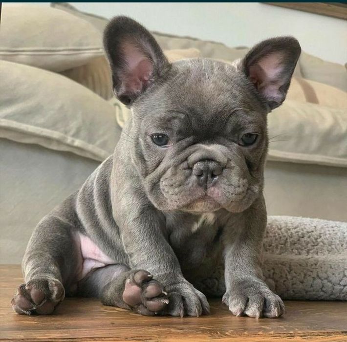 Bulldog francez mascul