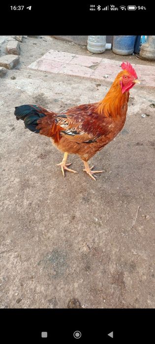 Продам молодых петухов