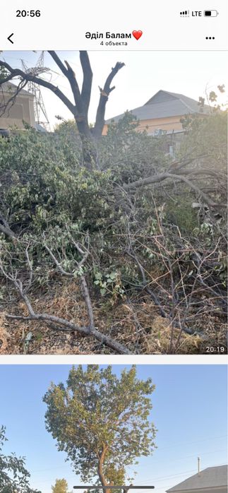 Ағаш Отындары бар! Тегін алып кетініздер