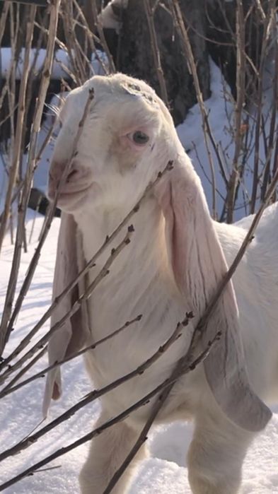 Продам козлёнка ЧП гулаби