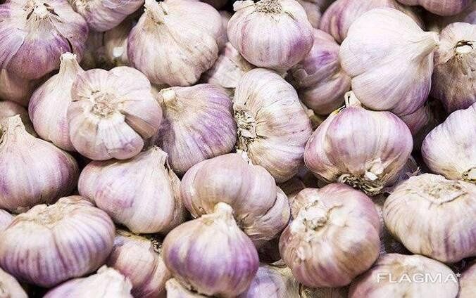 Продам Домашний чеснок со своего огорода.